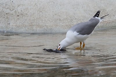 Gull feeding with pigeon galeb se hrani z golobom_MG_7946-11.jpg