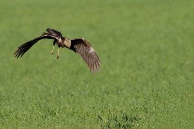 Eurasian marsh harrier Circus aeruginosus rjavi lunj_MG_9342-111.jpg