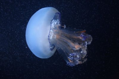 Edible jellyfish Rhizostoma pulmo morski klobuk _MG_7472-11.jpg