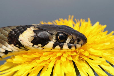 Grass snake Natrix natrix belou�ka_8853_111.jpg