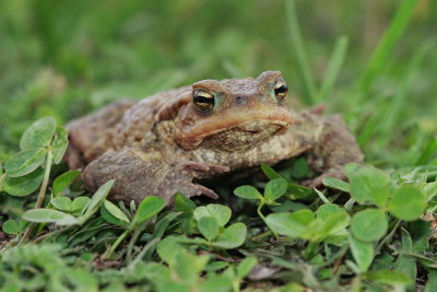 Common toad Bufo bufo navadna krastača_MG_1736-111.jpg
