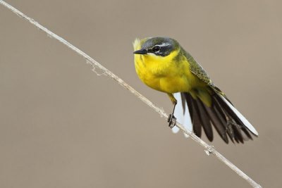 Yellow wagtail Motacilla flava rumena pastirica_MG_77811-11.jpg