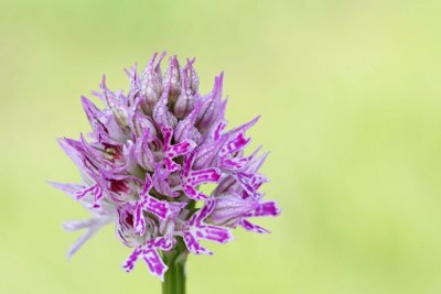 Three-toothed orchid Orchis tridentata trizoba kukavica_MG_8964-111.jpg