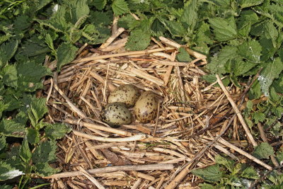 Nest gnezdo_MG_781311-11.jpg