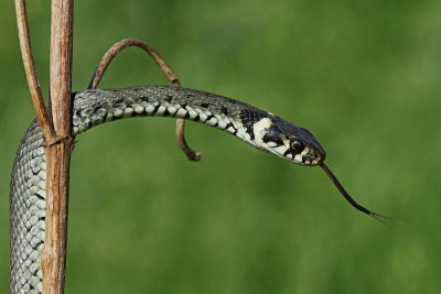 Grass snake Natrix natrix belou�ka_MG_9634-111.jpg