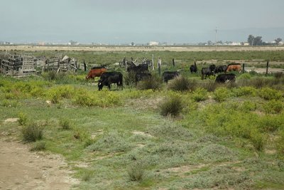 Pasture paa_MG_7903-11.jpg