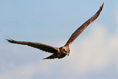 Eurasian marsh harrier Circus aeruginosus rjavi lunj_MG_9240-111.jpg