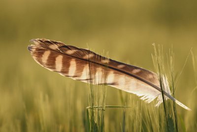 Feather pero_MG_0114-111.jpg