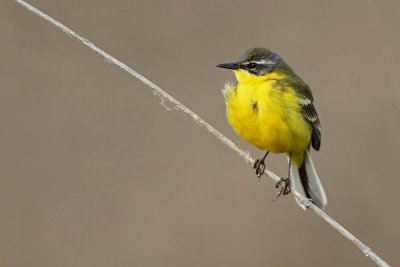 Yellow wagtail Motacilla flava rumena pastirica_MG_7787-111.jpg