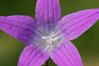 bellflower_campanula