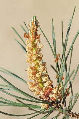 Scots pine Pinus sylvestris rdeči bor_MG_9783-11.jpg