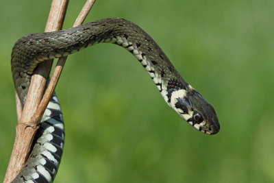 Grass snake Natrix natrix belou�ka_MG_9667-111.jpg