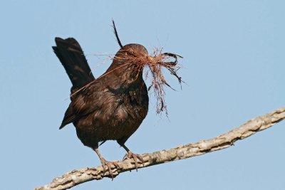 Blackbird Turdus merula kos_MG_8451-111.jpg
