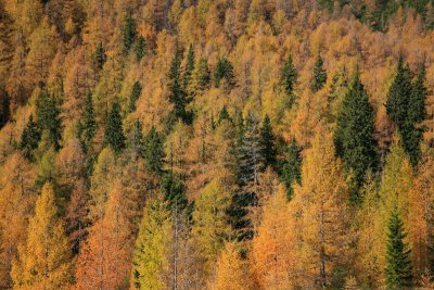 Autumn forest jesenski gozd_MG_1984-11.jpg