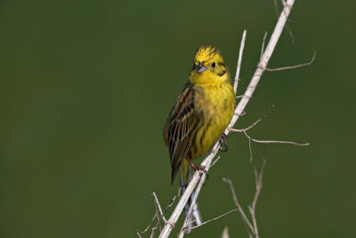 Yellowhammer  Emberiza citrinella rumeni strnad_MG_1888-11.jpg