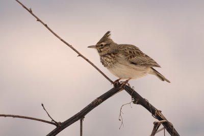 Crested lark Galerida cristata opasti krjanec_MG_9781-1.jpg