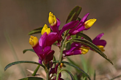 Polygala chamaebuxus �njevec_MG_1933-11.jpg