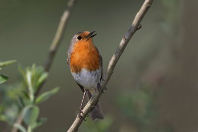 Robin Erithacus rubecula  taica_MG_3034-11.jpg