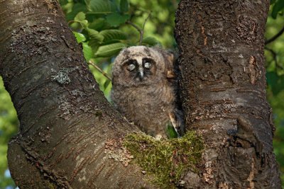 Long-eared owl Asio otus mala uharica_MG_5511-1.jpg