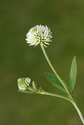 Mountain clover Trifolium montanum gorska detelja_MG_5639-1.jpg