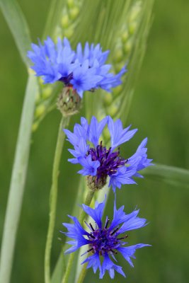 Cornflower Centaurea cyanus modri glavinec plavica_MG_5727-1.jpg