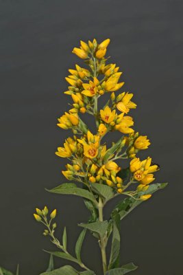 Yellow loosestrife Lysimachia vulgaris navadna pijavčnica_MG_8656-1.jpg