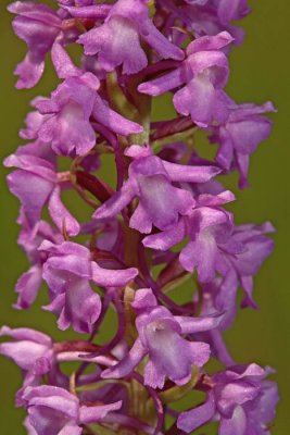 Fragrant orchid Gymnadenia conopsea navadni kukovičnik_MG_9395-1.jpg