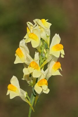 Yellow toadflax Linaria vulgaris navadna madronica_MG_2791-1.jpg