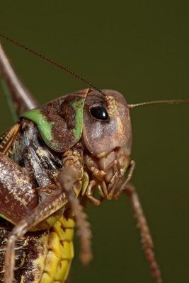 Wart-biter bush cricket Decticus verrucivorus navadna plenilka_MG_3485-1.jpg