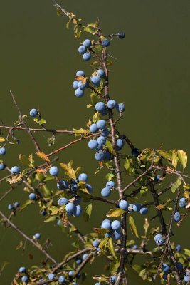 Blackthorn Prunus spinosa rni trn_MG_4341-1.jpg