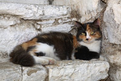 Domestic cat Felis silvestris catus domaa maka_MG_6632-1.jpg