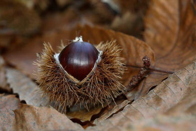 Sweet chestnut Castanea sativa pravi kostanj_MG_7152-1.jpg