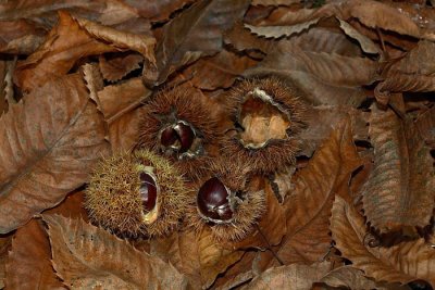 Sweet chestnut Castanea sativa pravi kostanj_MG_7148-1.jpg