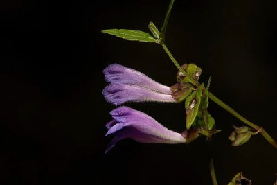Common skullcap Scutellaria galericulata navadna čeladnica_MG_4312-1.jpg