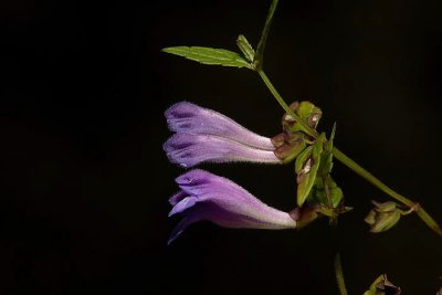 Common skullcap Scutellaria galericulata navadna eladnica_MG_4312-1.jpg