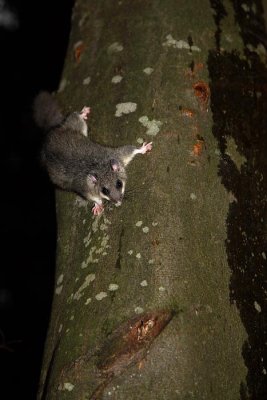 dormouse_trapping