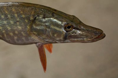 Northern pike Esox lucius uka_MG_7672-1.jpg