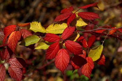 Autumn bramble jesenska robida_MG_7990-1.jpg