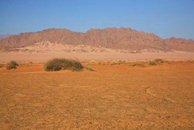 Desert puava_MG_4568-1.jpg