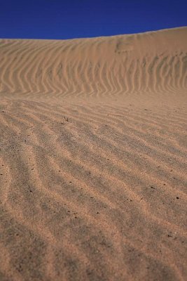 Desert puava_MG_4778-1.jpg