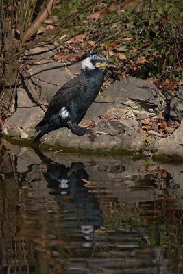 Great cormorant Phalacrocorax carbo veliki kormoran_MG_8351-1.jpg