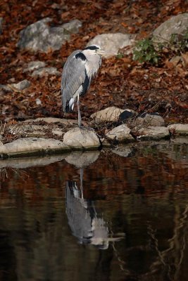 Grey heron Ardea cinerea siva čaplja_MG_8301-1.jpg