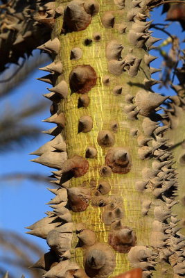 Floss silk tree Ceiba speciosa_MG_0028-1.jpg