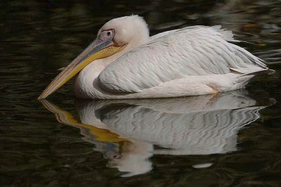 Great white pelican Pelecanus onocrotalus ronati pelikan_MG_9132-1.jpg