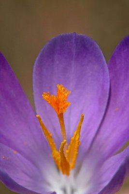 crocus