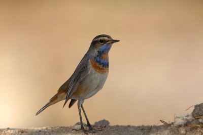 Bluethroat Luscinia svecica svecica  modra taica_MG_5364-1.jpg