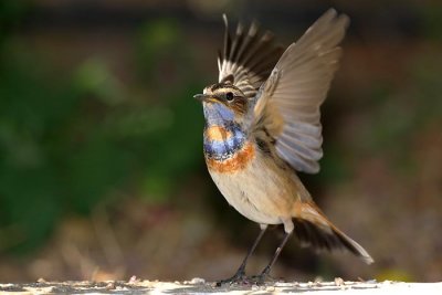 bluethroat_luscinia_svecica