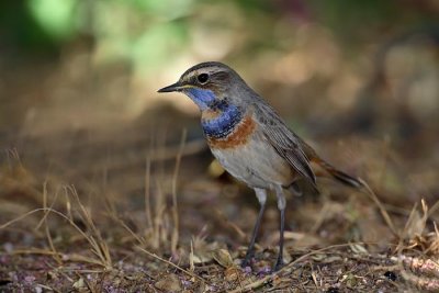 Bluethroat Luscinia svecica svecica modra taica_MG_5394-1.jpg