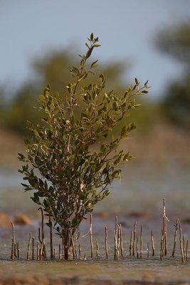 Grey mangrove  Avicennia marina mangrova_MG_4429-1.jpg