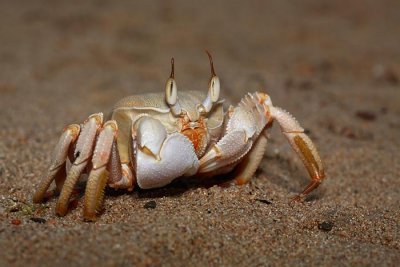 Crab Ocypode sp. rakovica_MG_6025-1.jpg